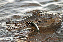 Australian freshwater / Johnstone's crocodile (Crocodylus johnsoni) with fish in mouth, a scrap from a fisherman, Lake Kununurra, Western Australia, July