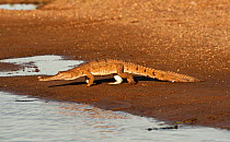 Australian freshwater / Johnstone's crocodile (Crocodylus johnsoni) on sand bank walking towards water, Ord River, Kununurra, Western Australia, July