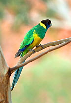 Australian ringneck / Port Lincoln parrot (Barnardius zonarius) perched on branch, Alice Springs, Northern Territory, Australia, June