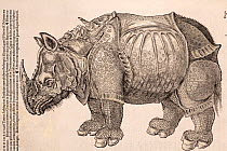 Illustration of Indian/Asian Rhinoceros (Rhinoceros unicornis), Gesner Woodcut from 'Icones Animalium' 1560, reproduced from 1551. Published Christoph Froschover, Zurich. Gesner reproduces this image...
