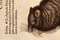 Woodcut illustration of Black Rat (Rattus rattus), from Volume 1 Conrad Gesner's 1551 Historiae Animalium (here in his Icones Animalium 1560). The black rat's fleas are believed to have carried plague...