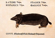 Woodcut illustration of a Mole, (Talpa europaea), with original hand colouring from Conrad Gesner 'Icones Animalium' 1560. Before the advent of Linnaeus' binomial latin taxonomic nomenclature such tra...