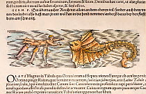 Woodcut illustration of sharks attacking a man, with a ray coming to help, with old colouring. From Gesner 'Icones Animalium' publ. Christof Froschover, Zurich, 1560. This scene is copied by Gesner fr...