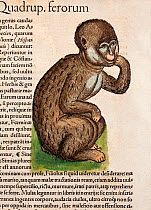 Woodcut illustration with old colouring of Barbary Macaque monkey (Macaca sylvanus) identified as 'Ein Aff' (An ape). From Gesner's 'Icones Animalium' publ. Christof Froschover, Zurich, 1560. The divi...