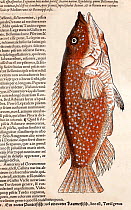 Woodcut with old colouring of fish. Conrad Gesner 'Icones Animalium' publ. Christof Froschover, Zurich, 1560. In marked contrast to his exotica which were often fancifully drawn Gesner's woodcuts of f...