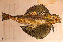 Woodcut illustration of Flying fish (Exocoetus spp.) with old colouring and paper age toning and staining. From Gesner's 'Icones Animalium' publ. Christof Froschover, Zurich, 1560.