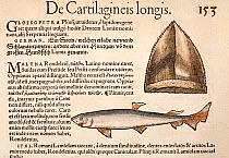Woodcut with old colouring of shark and shark tooth fossil from Gesner 'Icones Animalium' publ. Christof Froschover, Zurich, 1560 (also 1558 in Historiae Animalium, Liber IIII). This is the first West...