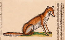 Red Fox (Vulpes vulpes) portrait detail from a woodcut with old colouring. Conrad Gesner 'Icones Animalium' publ. Christof Froschover, Zurich, 1560. Gesner's artist catches the perceived intelligent a...