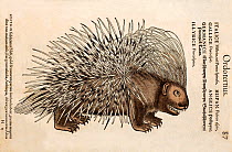 Woodcut illustration of Crested Porcupine (Hystrix cristata) with colouring. From Gesner's 'Icones Animalium' publ. Christof Froschover, Zurich, 1560. Of Gesner's many woodcuts this is one of the more...