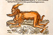 Woodcut illustration of mythical creature with contemporary colouring from 'Icones Animalium' Publ. Christof Froschover, Zurich, 1560. Gesner illustrates a creature captured in the forest of Hanesberg...
