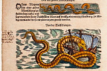 Illustration of Sea Serpents from Gesner's 'Historia Animalium', volume 4, 1558. Later hand colouring. Italic marginalia by contemporary scholar. Gessner's accounts included creatures which exist, and...