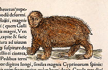 Three toed sloth (Bradypus variegatus) From Conrad Gesner's 'Icones Animalium' published by Christof Froschover, Zurich, 1560. This strange animal is derived from an early Spanish conquistador image r...