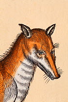 Red Fox (Vulpes vulpes) portrait detail from a woodcut with old colouring. Conrad Gesner 'Icones Animalium' publ. Christof Froschover, Zurich, 1560. Gesner's artist catches the perceived intelligent a...