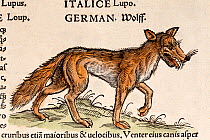 Woodcut illustration of European wolf (Canis lupus). From Conrad Gesner's 'Icones Animalium' published by Christof Froschover, Zurich, 1560.