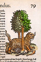 Woodcut illustration of Wolverine (Gulo gulo) or Glutton, squeezing between trees to defecate before resuming feeding. From Conrad Gesner's 'Icones Animalium' published by Christof Froschover, Zurich,...