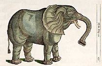 Illustration of Indian Elephant (Elephas maximus) 'Of the Elephant' a 1607 engraving with later tinting from Edward Topsell's 'History of four Footed Beasts'. Topsell produced one of the first English...