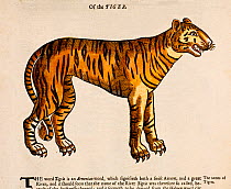 Illustration 'Of the Tiger' (Panthera tigris) a 1607 engraving with later tinting from Edward Topsell's 'History of four Footed Beasts'. Topsell produced one of the first printed English Bestiaries, c...