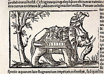 Illustration of War Elephant (Elephas maximus), 1552, The Cosmographia, Book V, by Sebastian Munster (the early latin edition from the Basel printing house of Sebastian Heinrich Petri). Woodcut plate...