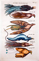Illustrations of Birds of Paradise (Paradisaea spp), woodcut from Merian and Jonston's 'Historia Naturalis' 1660 (which continued to be printed up to 1767). Shows a range of species including the blue...