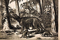 Illustration of a mythical Brazillian animal by Albertus Montanus, 1673. Copperplate from the German edition of his Dutch 'The New World'. A strange creature being pursued by colonials in the jungles...