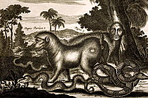 Illustration of mythical Papio and man-headed beast. Published in Amsterdam in 1673 by Jacob Von Meurs for Arnoldus Montanusa 'De Nieuwe en Onbekende Weereld' after the first book related to America b...