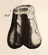 Copper engraving of dinosaur femur, from Robert Plot's 1677 'Natural History of Oxfordshire'. Dug out of a quarry in 'the Parish of Cornwell' in Oxfordshire on the land of (and donated by) Sir Thomas...