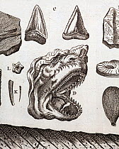 Illustrationg of great white shark jaw with fossil shark teeth, copperplate after Nicolas Steno 1667. Steno produced a book 'Head of a shark dissected' from his dissection of a great white shark caugh...