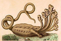 Copperplate engraving of mythical hydra with hand colouring by J. Chapman 1806 after engraving by Seba in his 'Treasury of Natural History' (1734). In 1735 a young Linnaeus visited Hamburg. While ther...