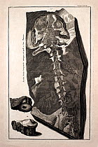 Illustration of extinct fossil giant salamander (Andrias sheuchzeri), first named as Homo diluvii testis (evidence of a diluvian human or witness of the flood) from the work of Johann Jakob Scheuchzer...