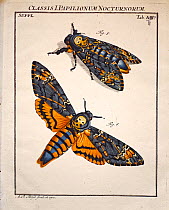 Illustration of Death's Head Hawk Moth (Acherontia atropos) by August Johann Roesel von Rosenhof with his own copperplate, handcolouring and plate correction, 1744. From 'Der monatlich-herausgekommene...