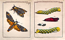 Illustration of Death's Head Hawk Moth (Acherontia atropos), 1744, by August Johann Roesel von Rosenhof copperplate art and engraving with his own handcolouring and plate correction. From 'Der monatli...