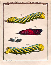 Illustration of Death's Head Hawkmoth and caterpillars (Archerontia atropos), 1744, by August Johann Roesel von Rosenhof with his own handcolouring and plate correction. From 'Der monatlich-herausgeko...