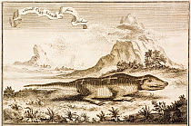1720 illustration of 'small cape lizard' from southern Africa. Apparently a very devout lizard, it carried three crosses on its back. Henri Chatelain appears to have published the original in French i...