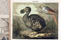 Illustration of Dodo (Raphus cucullatus) and Mauritius parrot; woodblock print with later handcolouring from the Penny Magazine (London, June 1, 1833). Print after similar painting by C. Edwards 1750...