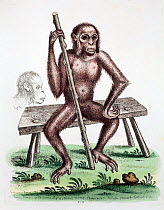 Copper plate illustration with contemporary hand colouring, possibly of an orang utan (Pongo pygmaeus), printed 1757. 'The satier, savage, wild man, pigmy, orang-autang, chimp-anzee & c. '. From 'Glea...