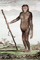 1770 illustration of a Chimpanzee (Pan troglodytes) holding a staff. Copperplate engraving from Buffon's 'Histoire Naturelle' showing a chimpanzee which he called a 'Jocko'.