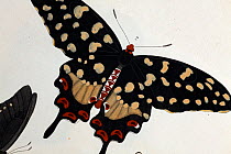 Illustration of Madagascan Pipevine Swallowtail (Pharmacophagus antenor / Batthus philenor, Drury 1773). Strong late 18th Century illustration with contemporary colouring following its discovery. As a...