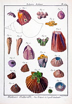 Illustrations of barnacles, anemones and other invertebrates, 'Balanite Balanus' from the 'Encyclopedie Methodique - Histoire Naturelle les Vers ' published by Pancoucke 1792. Lamarck worked on this e...