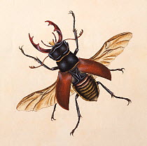 Copperplate engraving of a Stag Beetle (Lucanus cervus), with hand colouring possibly by Donovan himself. While most plates were thinly coloured to tint the interstices of the lines of the engraving b...