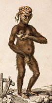 Illustration of female Orangutan (Pongo pygmaeus). 1795 'A Domesticated Female Orang Outang' (sic). Frid Gmelin and Carl Linnaeus (posthumous). 'A Genuine and Universal System of Natural History compr...