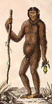 Illustration of male Orangutan (Pongo pygmaeus). 1795 'The Orang Outang, or Wild Man of the Woods' (sic). J. Frid Gmelin and Carl Linnaeus (posthumous). 'A Genuine and Universal System of Natural Hist...