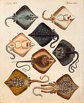 Copperplate engraving of rays with contemporary hand colouring from 'Bilderbuch fur Kinder' by F.J. Bertuch, Weimar, 1795. This book set out to explain and illustrate a range of topics for children.