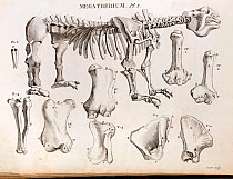 Copperplate illustration of Giant Ground Sloth by Laurilliard, engraving by Couet, (from Bru), Plate 1 in Cuvier's account in 'Annales du Museum National d'Histoire Naturelle' 1804, Vol. 4, No 29. Cuv...