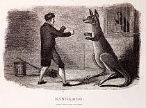 1806 'Kangaroo' (Macropus giganteus), a copper engraving of a keeper attempting to box a kangaroo. First image of a boxing kangaroo, now an australian national icon. From Thomas Smith, 'The Naturalist...