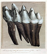 Illustration of American Mastodon (Mammut americanum) tooth. 'The back grinding tooth of the mammoth or Mastodon of Ohio, weight 4lb and 11oz, drawn and engraved by Springsguth from life'. Forming the...
