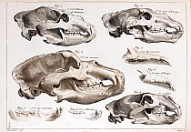 Illustration of bear skulls of living and extinct species, engraving in Cuvier's 'Ossamens Fossiles' (1812). Cuvier, the master of comparative anatomy, referenced modern species with extinct fossils t...