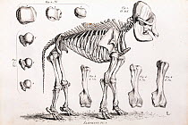 Elephant skeleton engraving in Cuvier's 'Ossamens Fossiles' (1812). Cuvier, the master of comparative anatomy, referenced modern species with extinct fossils to reveal their affinities and differences...