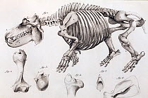 Illustration of skeleton of a hippopotamus, (Hippopotamus amphibius) skelton, copperplate engraving from Cuvier's 'Ossamens Fossiles'. Cuvier saw that the key to understanding fossils was to relate th...