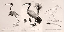 Illustrations of Sacred Ibis. Composite of three plates (by Balzac) from Cuvier's 'Ossamens Fossiles' 1812. Left - a mummy skeleton from Thebes, middle - the modern sacred ibis, right - an Egyptian te...