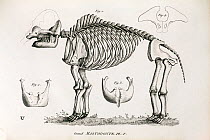 'Grand Mastodon' engraving in Cuvier's 'Ossamens Fossiles' (1812). Mammut americanum is a late pliocene/pleistocene relative of the elephants whose fossils are found only in North America. First disco...